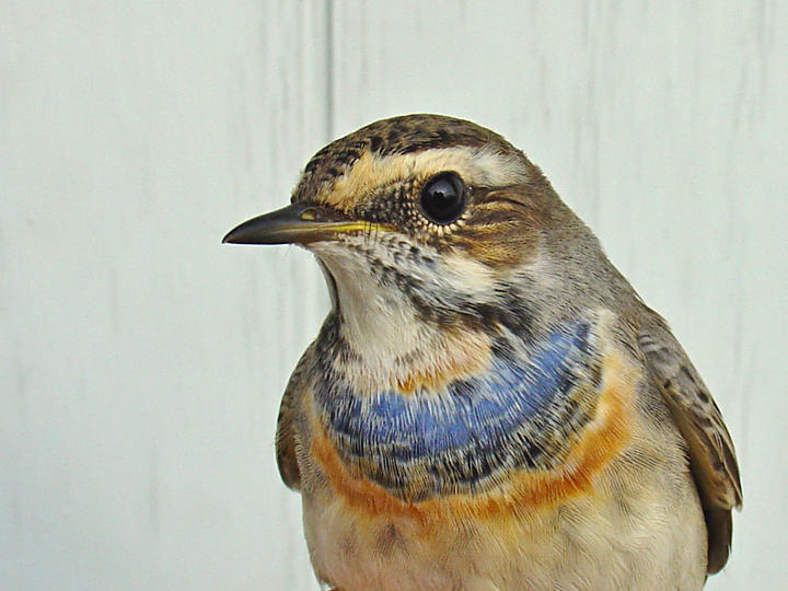 Bluethroat