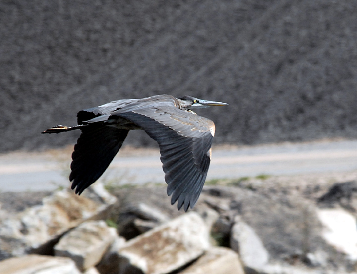 Great Blue Heron