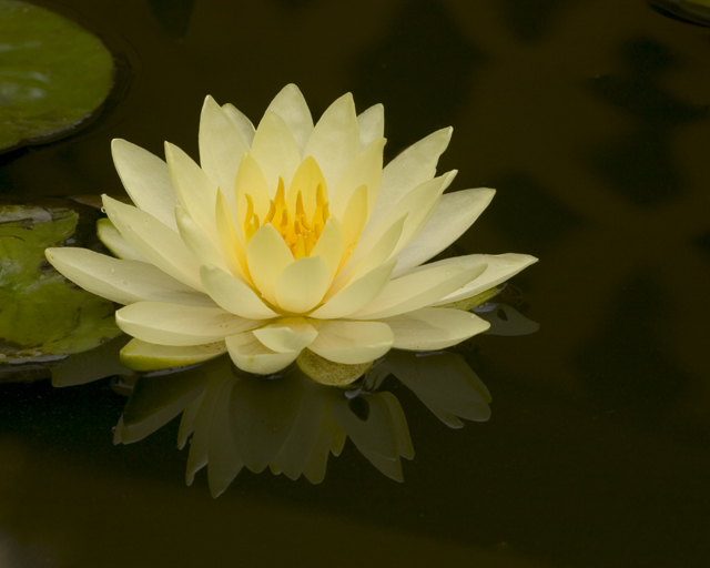 Water Lily