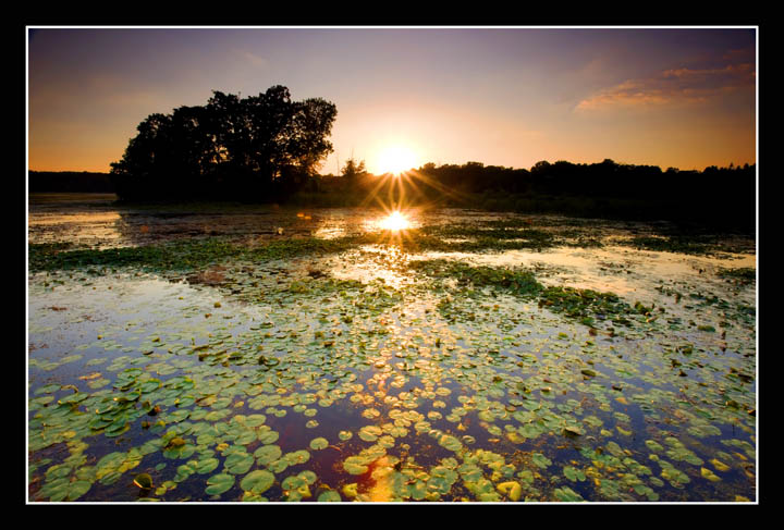 Lily-pad Sunset