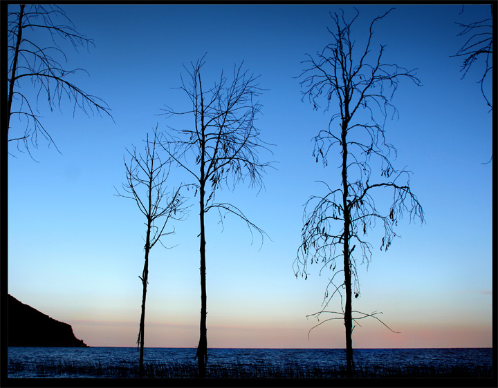 Trees At The Top Of The World