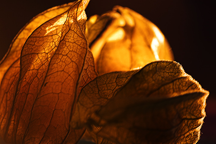 Cape Gooseberries