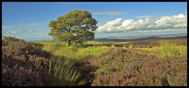 Purple Vista