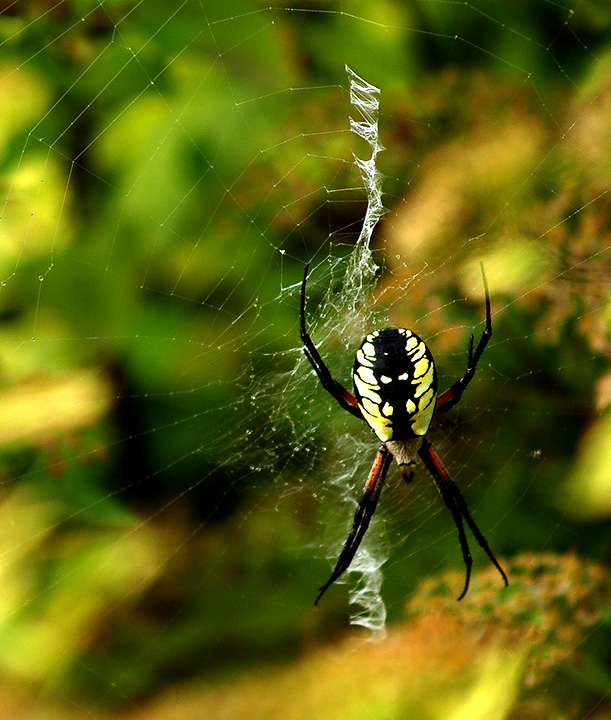 Itsy Bitsy Spider