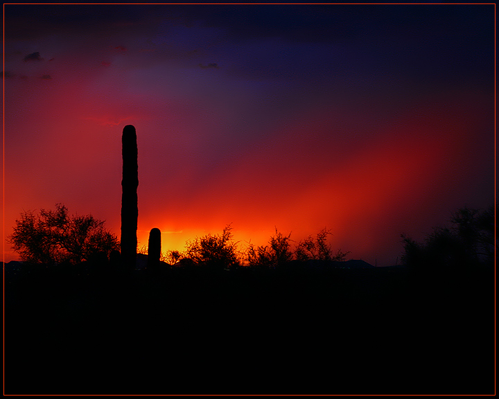 Cactus Sunset