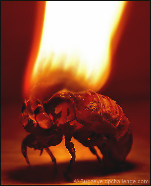 Fire Bug