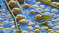 Pea Pod Pool