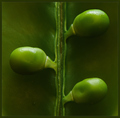 sugar snap
