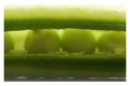 peas.in.a.pod