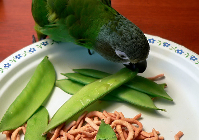 Snackin' on Snowpeas