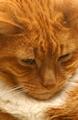 Song Writer, Al Stewart, "Year of the Cat"