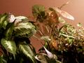 Eggs, Catapillar, Cacoon, Butterfly...Repeat.