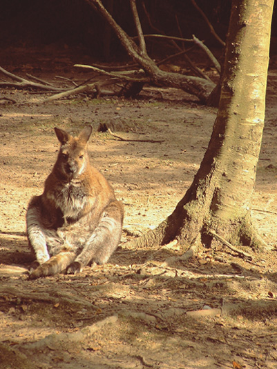 Tie Me Kangaroo Down - Rolf Harris