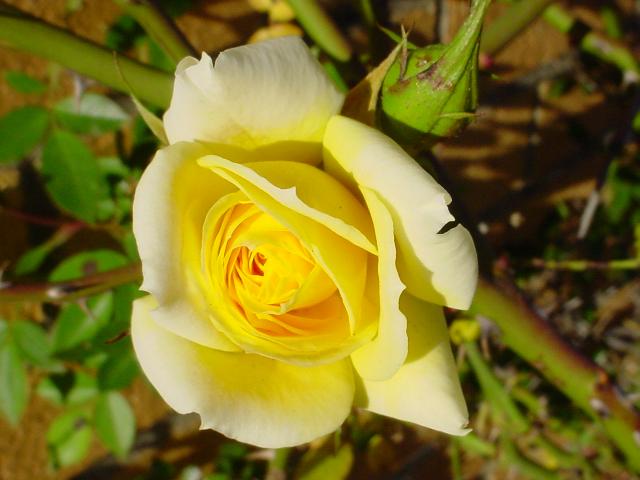 The Yellow Rose of Texas