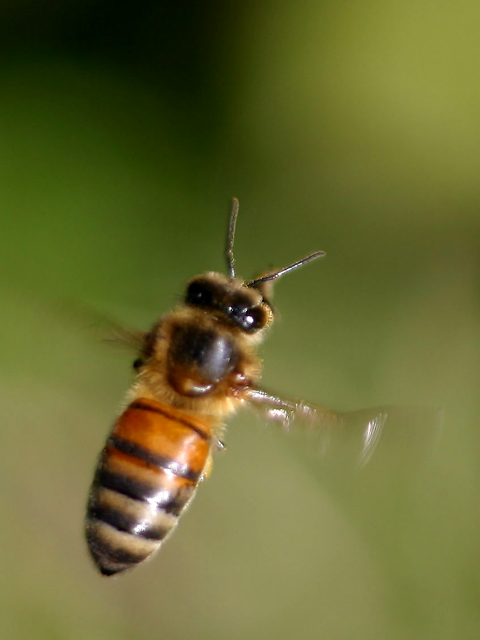 Flight of the bumblebee