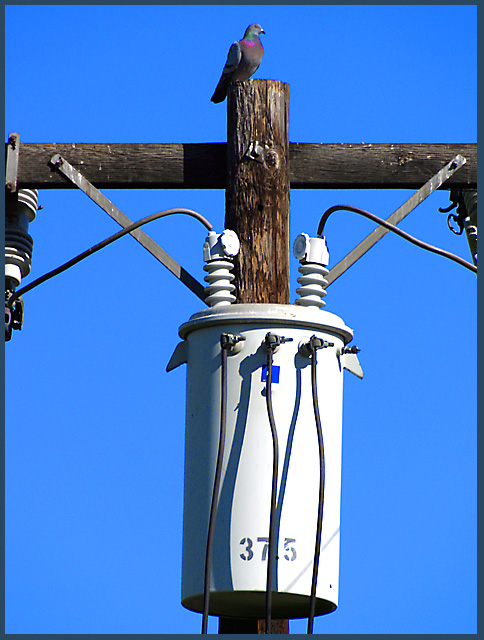 Witchita Lineman, by Glen Campbell