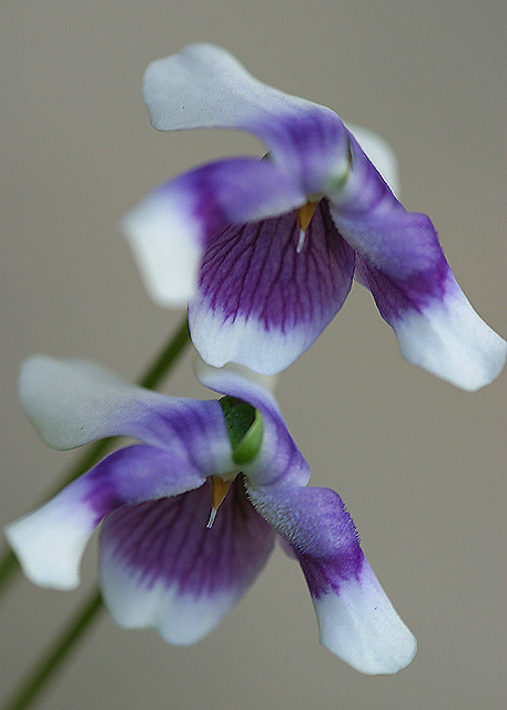 Waltz of the Flowers