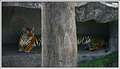 A Rare Sighting of the Mysterious 20 Foot Long Tiger