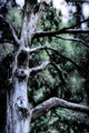 Enchanted Forest