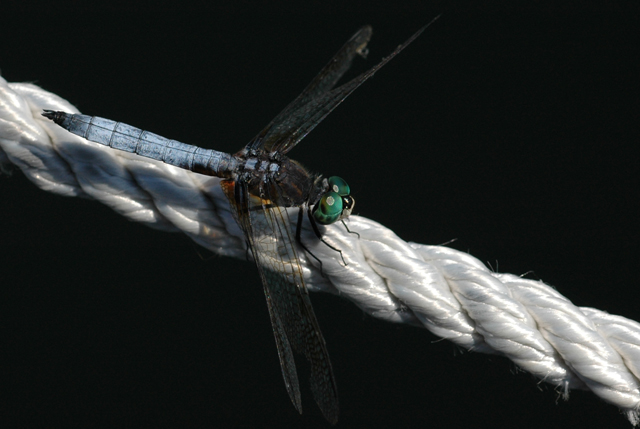 Dragon Fly Mooring