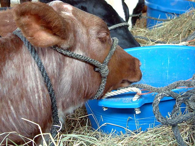 Scenes From The County Fair