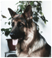 boris, found in a dumpster, a day old, legs chewed by rats, 19/8/2005. happy birthday!