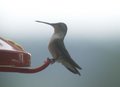 Hummingbird in the Mist
