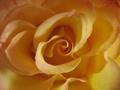 Petals