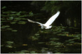 Gliding