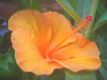 Hawaiian Dreams