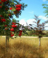 RED BERRIES