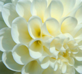 A White Flower