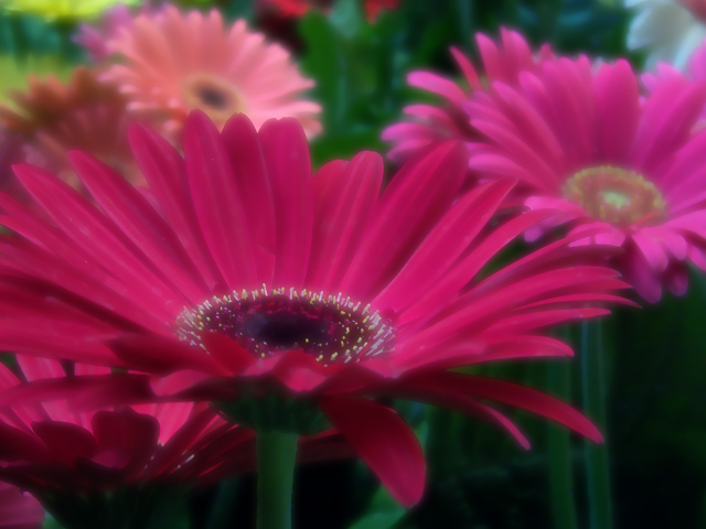 Shades of Pink