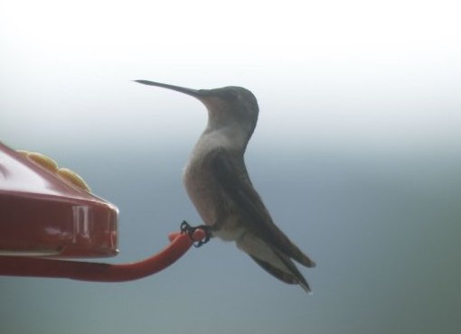 Hummingbird in the Mist