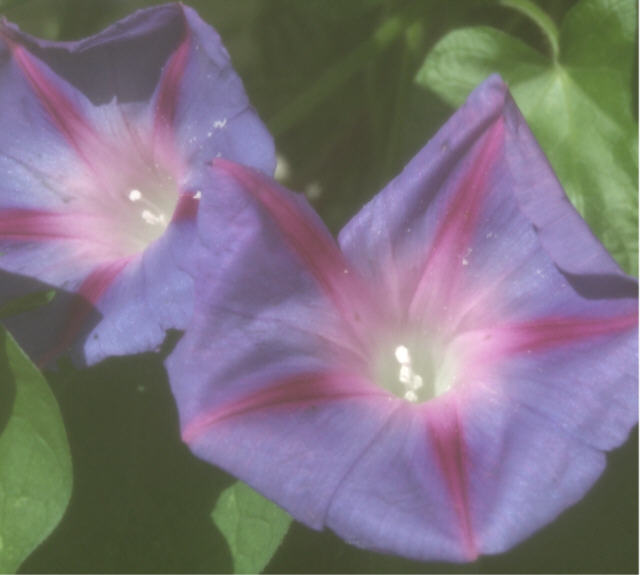 Morning Glories