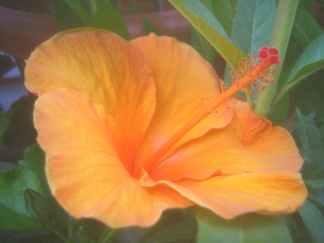 Hawaiian Dreams