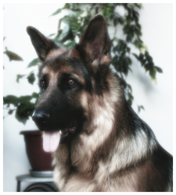 boris, found in a dumpster, a day old, legs chewed by rats, 19/8/2005. happy birthday!