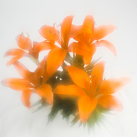 Lillies