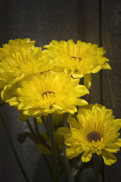 Soft Yellow Flowers