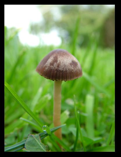 Mushroom