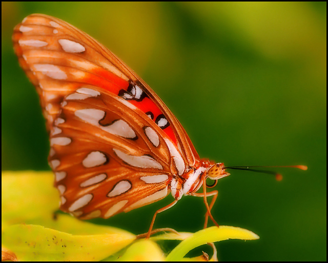 Delicate Beauty