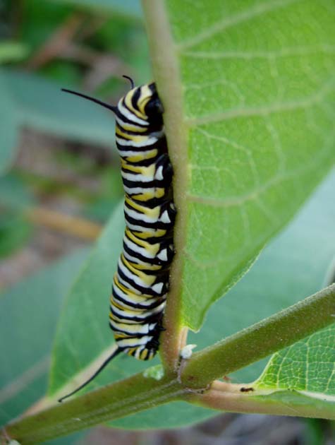 Hungry Little Catepillar