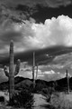 Behind The Lense - Sonoran Springs Remembered