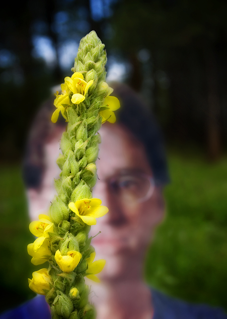 ~stdavidsongnome~