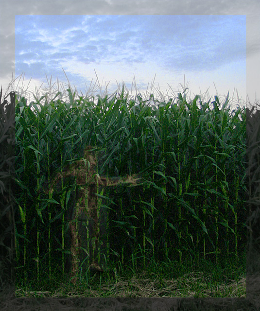 into the cornfield