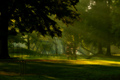 Early Morning