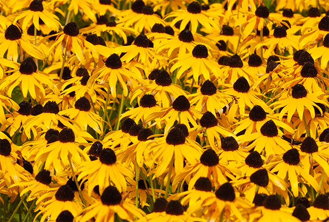 BlackEyedSusan