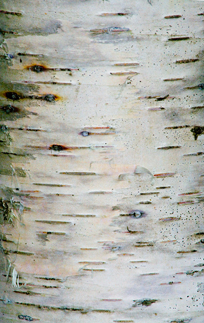 white tree bark