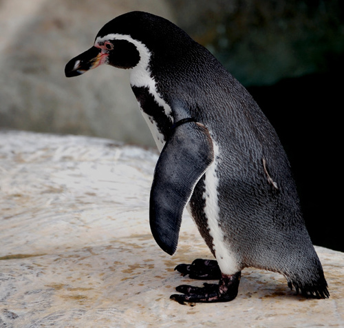 March of the Penguins