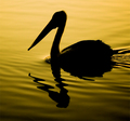 Shimmering Silhouette